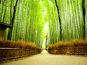 arashiyama.jpg